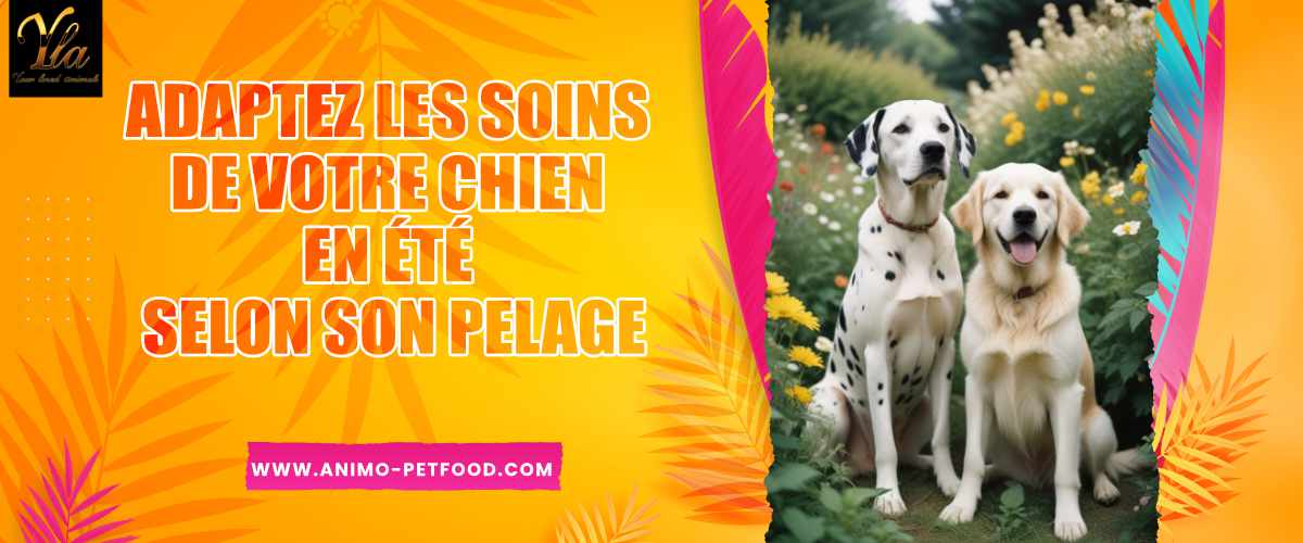 Adaptez les soins de votre chien en été selon son pelage pour assurer son bien-être